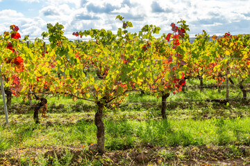 Fototapeta na wymiar detail of colorful bright vine leaves in vineyard in the Rheingau region in Walluf