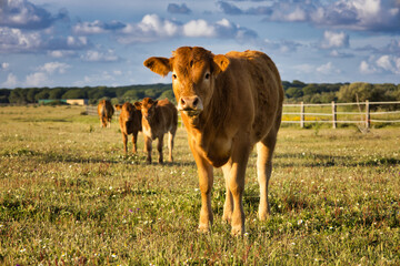 Vaca 02