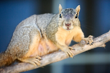 Squirrel stealing bird food