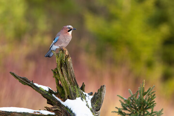 Eurasian jay, garrulus glandarius, sitting on snowy stump in wintertime. Little bird observing on tree with snow in winter. Feathered animal looking on wood.