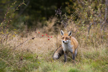 Red fox, vulpes vulpes, standing on dry grassland in autumn nature. Furry orange mammal looking to rosehip bush in fall. Little predator watching on pasture.