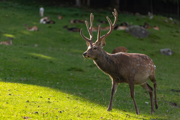 Naklejka na ściany i meble Male sika deer, cervus nippon, stag walking on meadow backlit in summer evening. Japanese fauna on green grass from side view. Herbivore with antlers in summer.