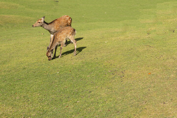 In Marselisborg Deer Park,The European fallow deer (Dama dama), also known as the common fallow...