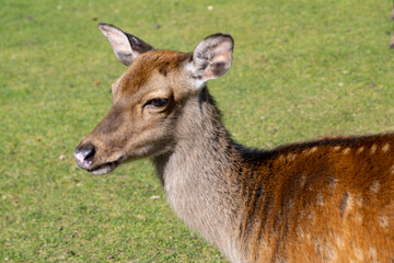 In Marselisborg Deer Park,The European fallow deer (Dama dama), also known as the common fallow deer or simply fallow deer,Aarhus,Denmark,Europe