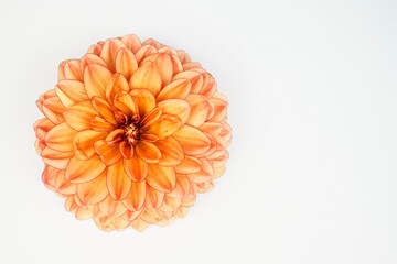 Single orange dahlia flower placed at the left of the image on a white background. Space for text, background.