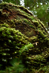 moss on a tree