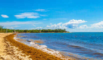 Naklejka na ściany i meble Tropical mexican beach water seaweed sargazo Playa del Carmen Mexico.