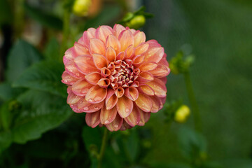 Single Milena dahlia in bloom in an outdoor flower garden. Peach, salmon colored flower. Raindrops on the petals.