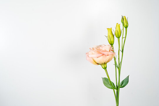 Apricot colored lisianthus flowering stem is placed at the right of the image allowing space for text at the left. Graphic resource.