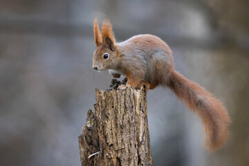 Red squirrel, sciurus vulgaris, climbing on tree in autumn environment. Furry rodent sitting on stump in forest in fall. Orange little mammal looking from wood.