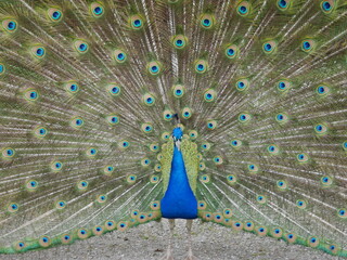 Obraz premium peacock