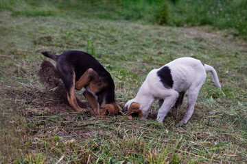 Two funny dogs are digging a dog hole outdoors. Dogs play outside in the park. Black and white dogs dig a hole halfway in the ground