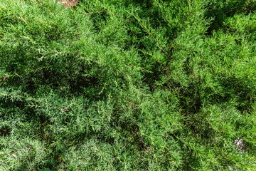 Japanese garden in the city center as a calm and quiet place of Japanese culture in Tashkent, Uzbekistan
