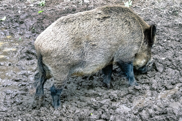 Wild boar (Sus scrofa), known as wild swine, common wild or Eurasian wild pig in Bialowieza Forest, Poland