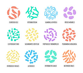 Human microbiome illustration of bacterial species. Vector image. Gastroenterologist. Bifidobacteria, lactobacilli. Lactic acid bacteria. Illustration in a flat style.