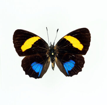 Colorful butterfly isolated on white. Callicore lyca macro close up, collection butterflies, nymphalidae, lepidoptera