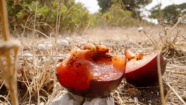 Half of a red plum is on the ground, a caterpillar lives in it. Dolly slider extreme close-up.