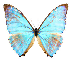 Blue butterfly isolated on white. Iridescent pearl Morpho aurora macro close up, collection...