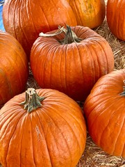 pile of pumpkins