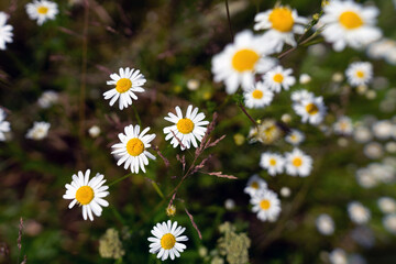 Indian perennial chamomile blossoms in the field