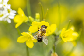 Honey bee feeding on a yellow arugula flower, sunny day in autumn, close up, macro