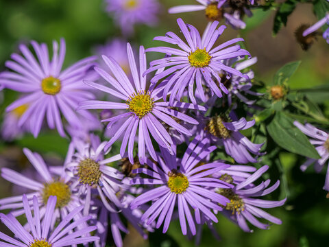 Aster amellus, the European Michaelmas daisy, is a perennial herbaceous plant in the genus Aster of the family Asteraceae.
