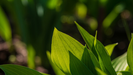 Fresh green foliage of lily of the valley on a dark background.