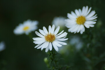 white daisy flower