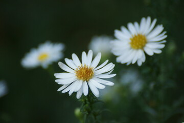 daisy in a garden