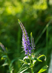 Purple flower of Veronica longifolia.