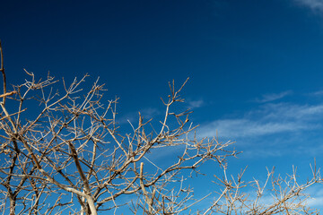 Short straight bare branches against a blue sky, winter landscape, copy space, horizontal aspect