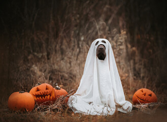 Labrador retriever puppy dressed as a ghost in middle of field with carved halloween pumpkins