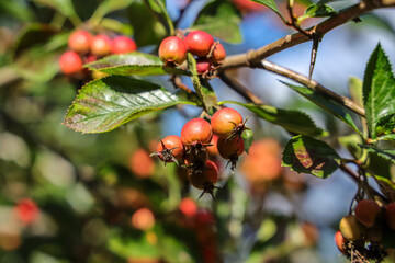 Crataegus × lavalleei, sometimes known as hybrid cockspurthorn  or Lavallée's hawthorn, is a...