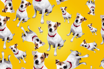 Funny picture of Juck Rusell terrier on a background. Nice little dog. Pattern seamless with a dog. - obrazy, fototapety, plakaty