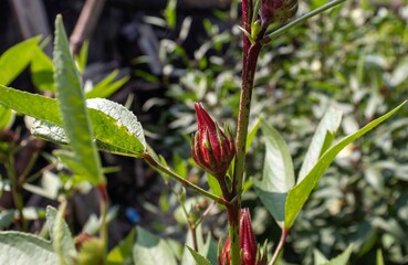 Raw Roselle Fruit or Hibiscus Sabdariffa Fruit with Leaves on Its Plant with Selective Focus