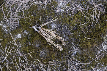 Dried pine cone in the forest