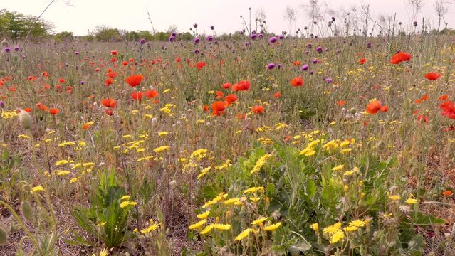 Flowering Ukrainian wild steppe. Wild poppies, chamomile, thistle and others bloom.