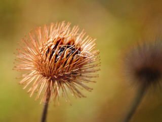 A dried bur is a sure sign of Autumn in Upstate NY.  Fall brings out the black seeds of the bur...