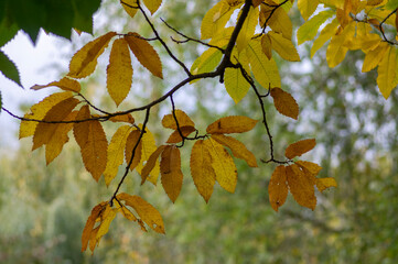 Castanea sativa sweet chestnut colorful autumnal tree branches full of beautiful orange yellow green leaves