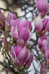Fototapeta na wymiar Magnolia soulangeana also called saucer magnolia flowering springtime tree with beautiful pink flowers on branches in bloom