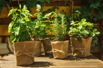 Potted fresh garden herbs.Rosemary, mint, pepper and strawberry in brown paper package.Spicy spice...