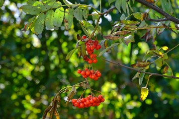 Close up of red fruits of sorbus (whitebeam, rowan, mountain-ash, service tree) growing on tree.