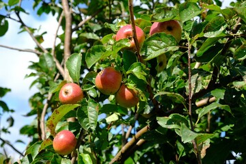 Close up of red apples growing on a tree