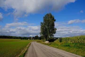 Fototapeta na wymiar The dirt road between the fields with tree by road. Buildings of farm on horizon.