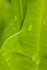 beautiful four-leaf lucky clovers in vivid green colors with dew drops - Lindos Trevos de Quatro...