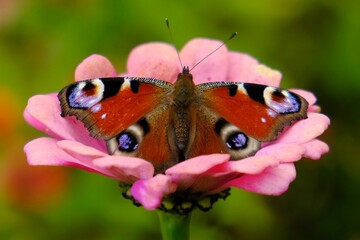 Butterfly Aglais io (European peacock is sitting on pink flower of   Common Zinnia (Zinnia elegans) in beautiful colorful garden, full of zinnias.