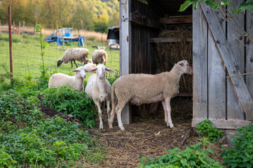 Cute young sheep, lambs in the nature at Slovakia. Farm with sheeps, with beautiful wool, cute animals