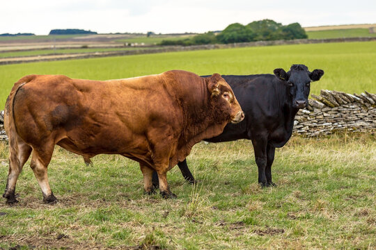 Close up of a large, powerful Limousin bull following a black Aberdeen Angus female cow or heifer in the Yorkshire countryside.  Space for copy.  Horizontal.