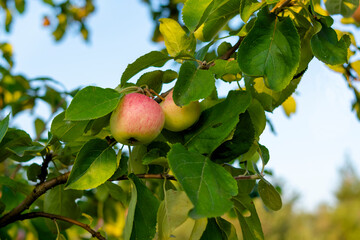 Two beautiful ripe apples on a branch. Blurred background of blue sky