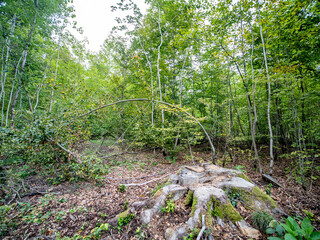 Frisch gefällte Bäume im Mischwald